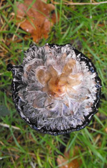 Shaggy Inkcap from above looking more like an interstellar explosion