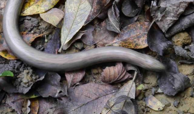 Slithery Slow Worm, not a snake at all.