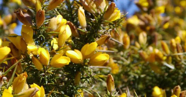The Yellow on the Gorse
